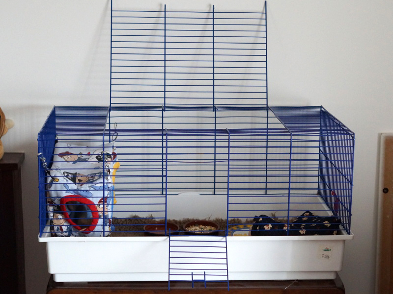 Nettoyer la cage de son rat : fréquence, conseils, trucs et astuces